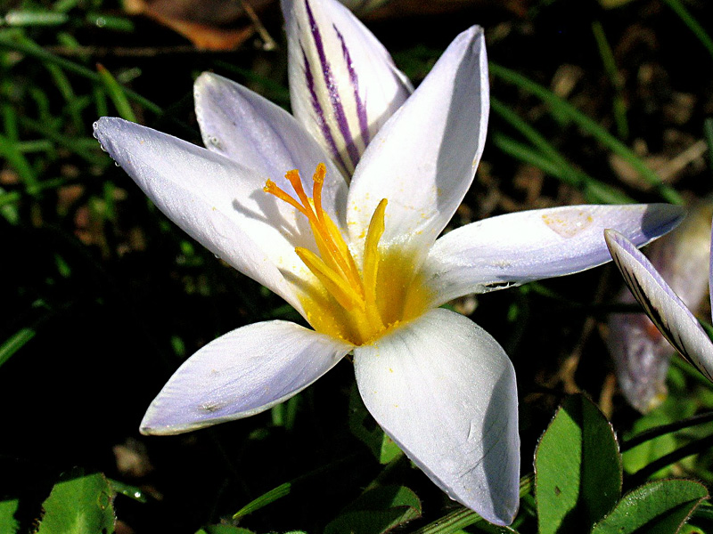 Crocus biflorus Miller / Zafferano selvatico